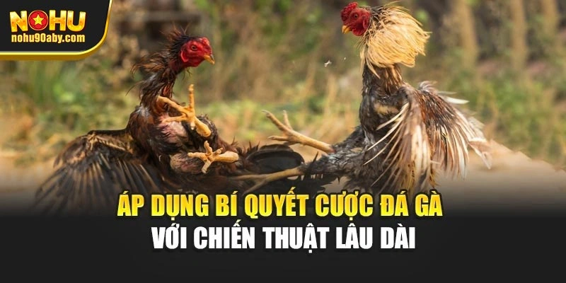 Áp dụng bí quyết cược đá gà với chiến thuật lâu dài