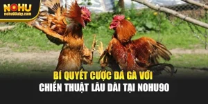 Bí Quyết Cược Đá Gà Với Chiến Thuật Lâu Dài Tại Nohu90