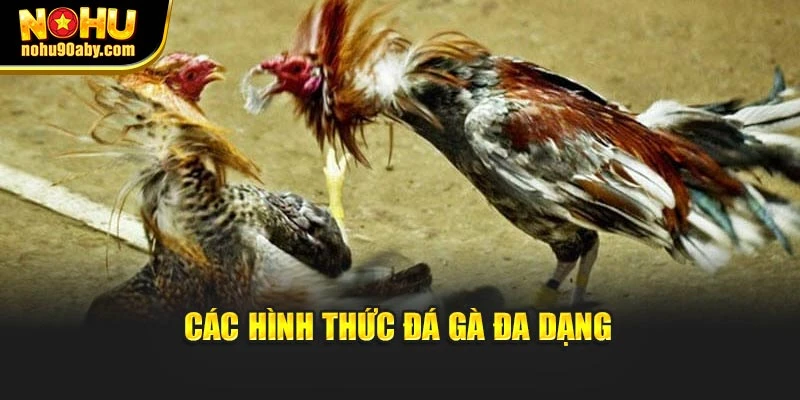 Các hình thức đá gà đa dạng