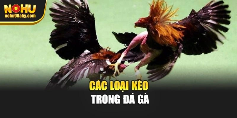 Các loại kèo trong đá gà