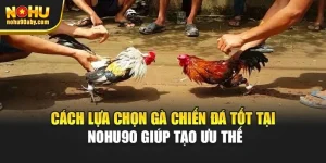 Cách Lựa Chọn Gà Chiến Đá Tốt Tại Nohu90 Giúp Tạo Ưu Thế