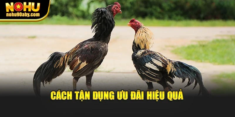 Cách tận dụng ưu đãi hiệu quả