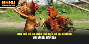 Cao Thủ Đá Gà Nhận Quà Cực Đã Tại Nohu90 Với Ưu Đãi Hấp Dẫn