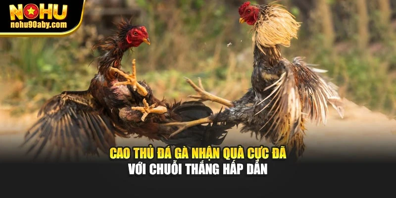 Cao thủ đá gà nhận quà cực đã với chuỗi thắng hấp dẫn