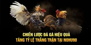 Chiến Lược Đá Gà Hiệu Quả, Tăng Tỷ Lệ Thắng Trận Tại Nohu90