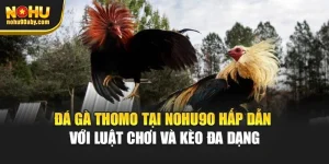 Đá Gà Thomo Tại Nohu90 Hấp Dẫn Với Luật Chơi Và Kèo Đa Dạng