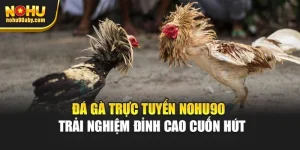 Đá Gà Trực Tuyến Nohu90 – Trải Nghiệm Đỉnh Cao Cuốn Hút