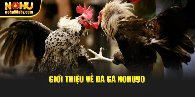 Giới thiệu về đá gà NoHu90