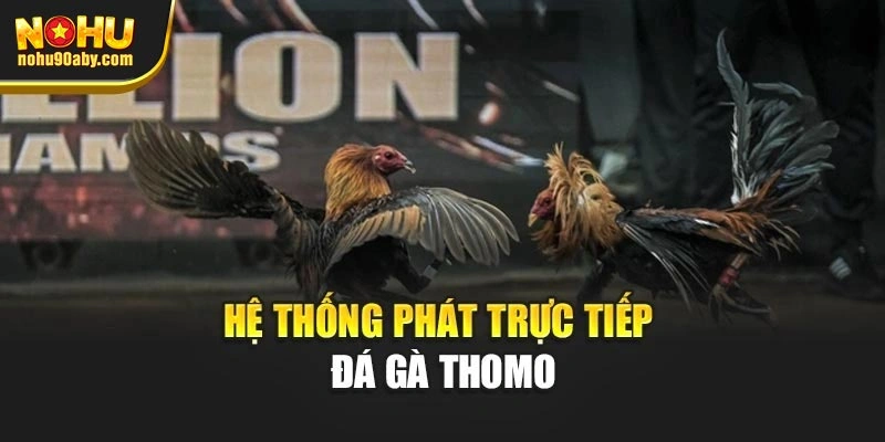 Hệ thống phát trực tiếp đá gà Thomo