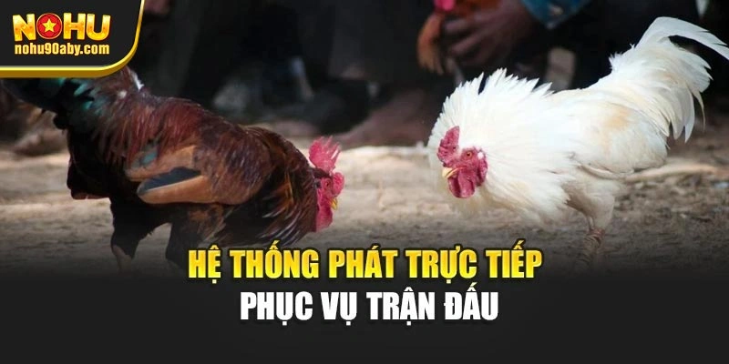 Hệ thống phát trực tiếp phục vụ trận đấu