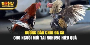 Hướng Dẫn Chơi Đá Gà Cho Người Mới Tại Nohu90 Hiệu Quả