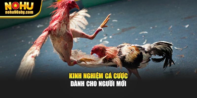 Kinh nghiệm cá cược dành cho người mới