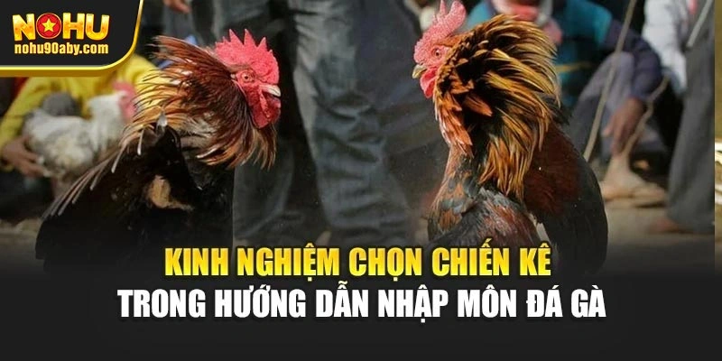 Kinh nghiệm chọn chiến kê trong hướng dẫn nhập môn đá gà