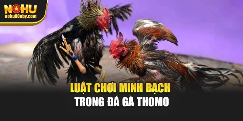 Luật chơi minh bạch trong đá gà Thomo