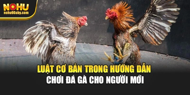 Luật cơ bản trong hướng dẫn chơi đá gà cho người mới
