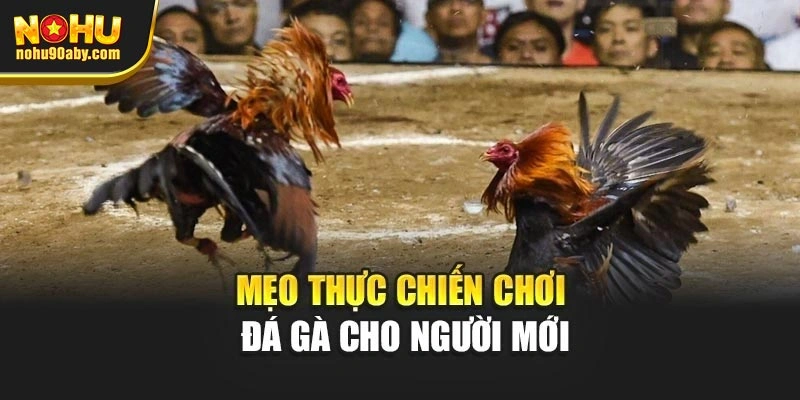 Mẹo thực chiến chơi đá gà cho người mới