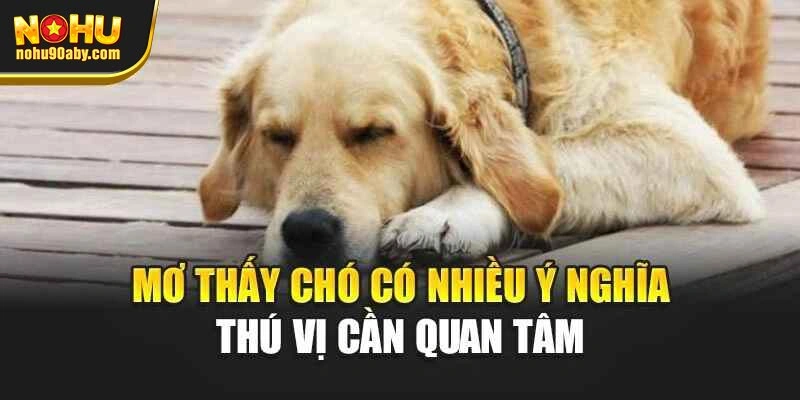 Mơ thấy chó có nhiều ý nghĩa thú vị cần quan tâm