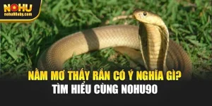 Nằm Mơ Thấy Rắn Có Ý Nghĩa Gì? - Tìm Hiểu Cùng Nohu90 