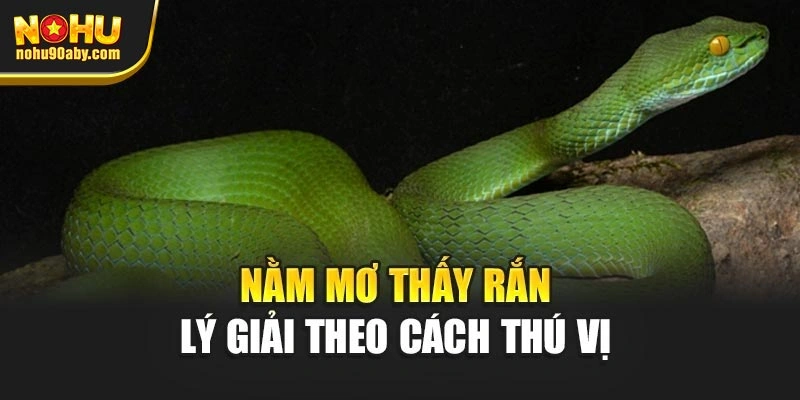 Nằm mơ thấy rắn lý giải theo cách thú vị