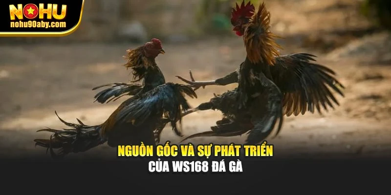 Nguồn gốc và sự phát triển của WS168 đá gà