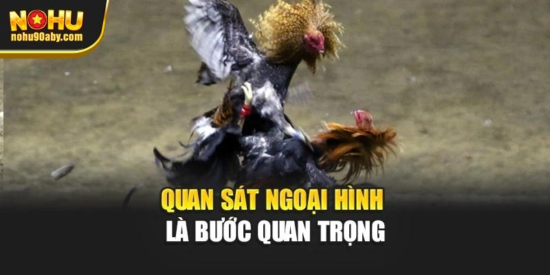 Quan sát ngoại hình là bước quan trọng
