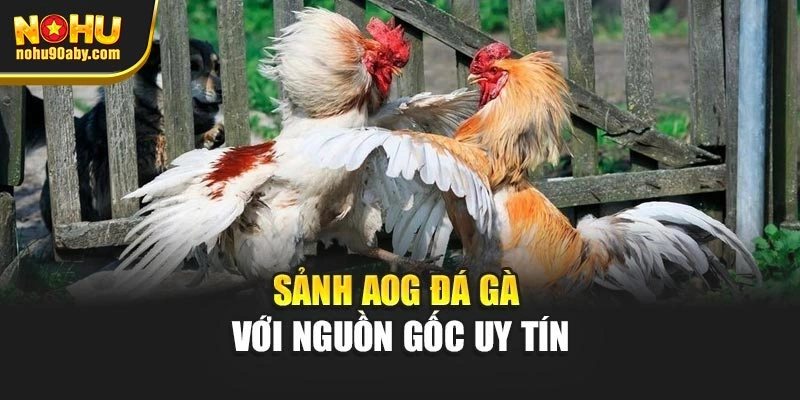 Sảnh AOG đá gà với nguồn gốc uy tín