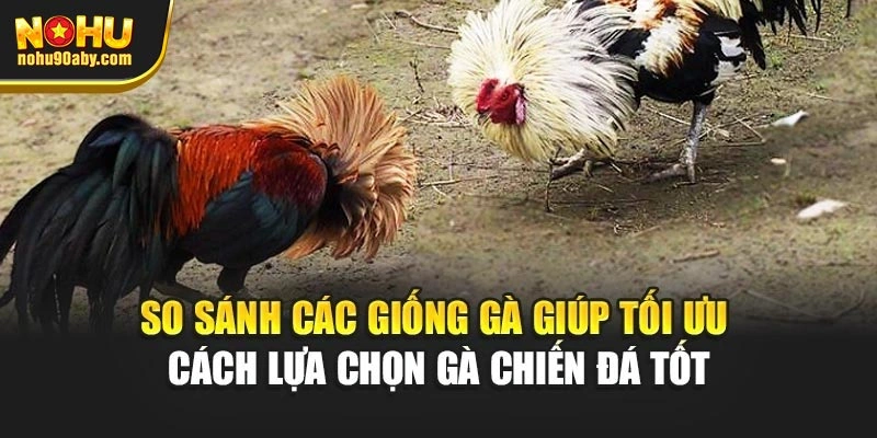 So sánh các giống gà giúp tối ưu cách lựa chọn gà chiến đá tốt