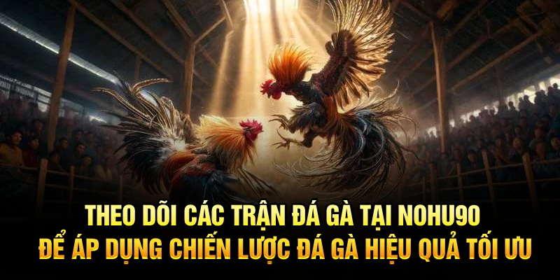 Theo dõi các trận đá gà tại Nohu90 để áp dụng chiến lược đá gà hiệu quả tối ưu