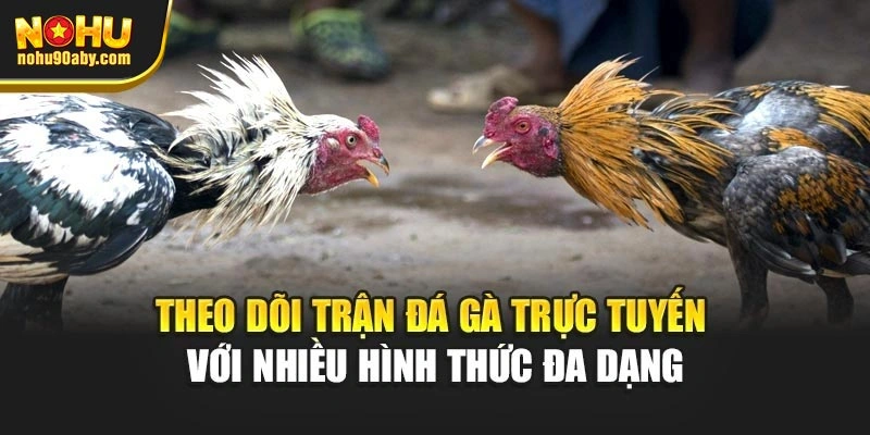 Theo dõi trận đá gà trực tuyến với nhiều hình thức đa dạng