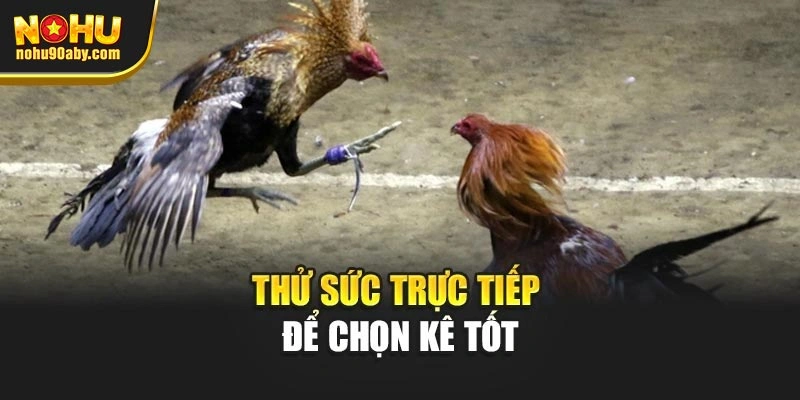Thử sức trực tiếp để chọn kê tốt