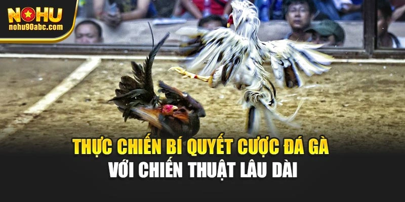 Thực chiến bí quyết cược đá gà với chiến thuật lâu dài