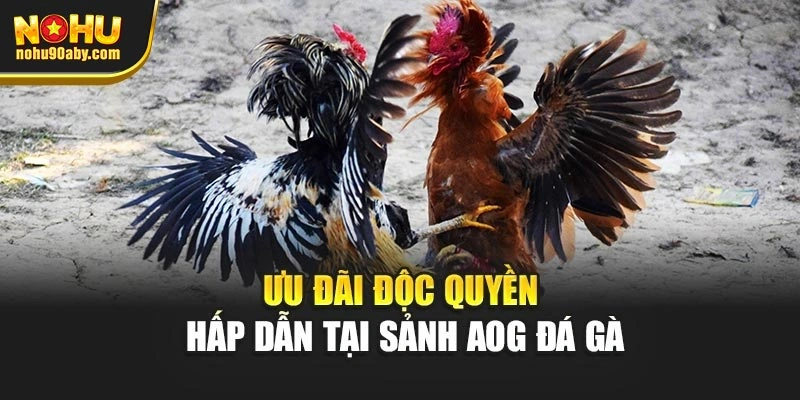 Ưu đãi độc quyền hấp dẫn tại sảnh AOG đá gà