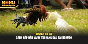 WS168 Đá Gà - Sảnh Hấp Dẫn Và Uy Tín Hàng Đầu Tại Nohu90